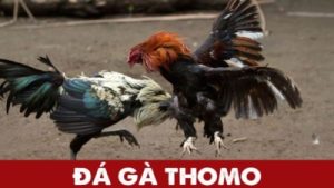 Cách chơi đá gà Thomo – Trải nghiệm cá cược độc đáo thú vị